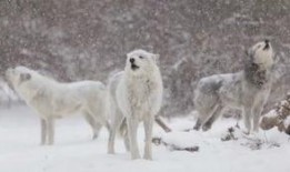 雪狼在线观看狼,在线观看狼的传奇冒险
