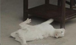 胖猫爆料者整理视频,视频内容深度解析