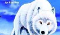 雪狼在线观看狼,在线观看狼的传奇冒险