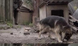 狼狗最新爆料视频大全播放,揭秘娱乐圈幕后真相