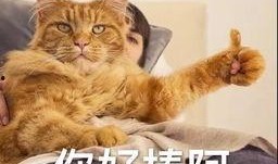 逗猫视频热点爆料,揭秘猫咪搞笑瞬间背后的秘密