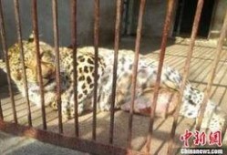 网红爆料动物园视频大全,动物园幕后真相大揭秘！