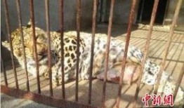 网红爆料动物园视频大全,动物园幕后真相大揭秘！