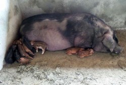 达州野猪爆料事件视频播放