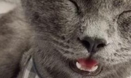 逗猫视频热点爆料,揭秘猫咪搞笑瞬间背后的秘密