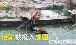 网红爆料动物园视频大全,动物园幕后真相大揭秘！