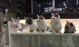 逗猫视频热点爆料,揭秘猫咪搞笑瞬间背后的秘密