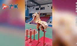 舞狮少年爆料视频,幕后爆料视频曝光惊人内幕