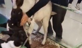 网友爆料小羊的视频大全,小羊视频大全，萌态百出，萌翻网友心