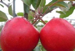 红团果实爆料视频,揭秘视频背后的惊人真相