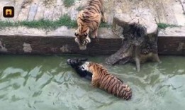 网红爆料动物园视频大全,动物园幕后真相大揭秘！