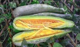 网红吃瓜.com,揭秘娱乐圈幕后故事，带你领略网络红人世界